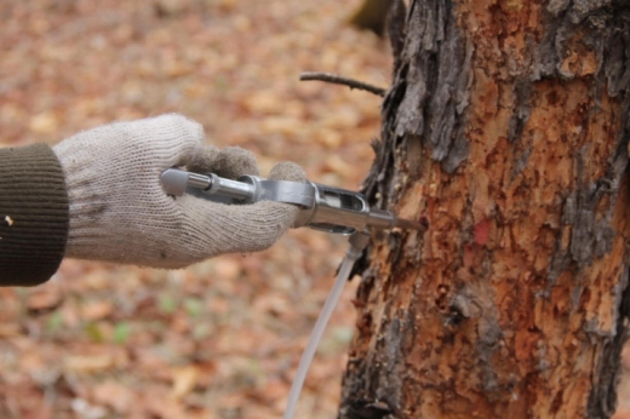 花蓮白蟻防治處理