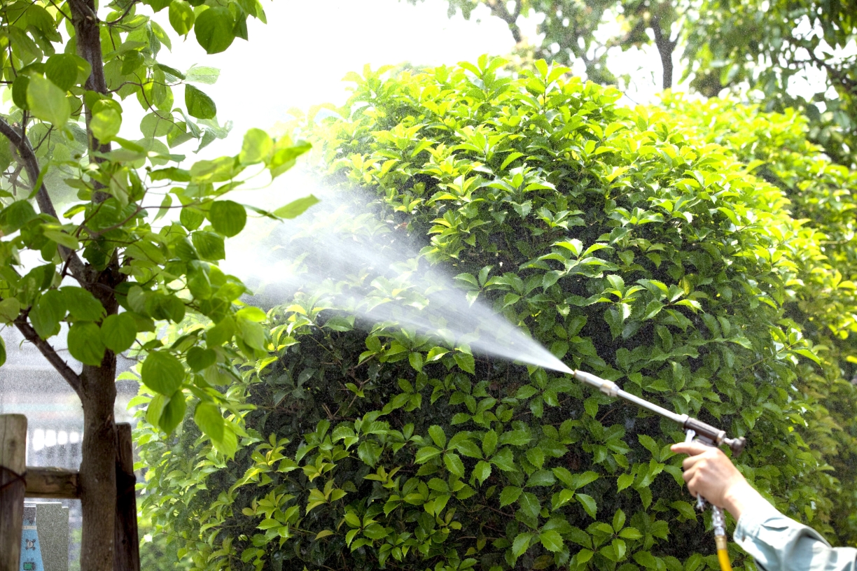 花蓮小黑蚊防治